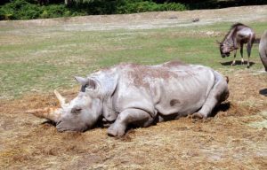 rhinoceros abattu