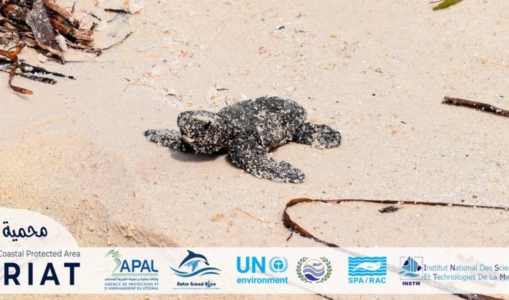 Monastir : l’île de Kuriat site de protection des tortues marines