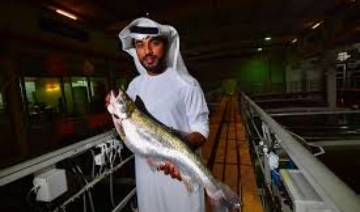 En plein désert, Dubaï se lance dans la production de saumon
