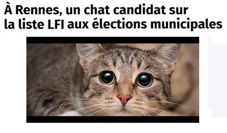 France : Un chat candidat aux élections municipales