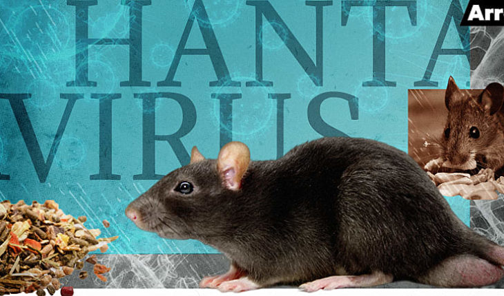 Le  Hantavirus est moins dangereux que le Coronavirus estime un virologue chinois