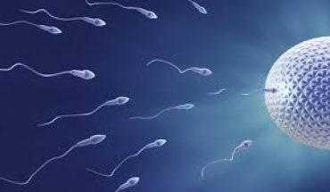 Le Covid-19 pourrait être transmis par le sperme Le Covid-19 pourrait être transmis par le sperme