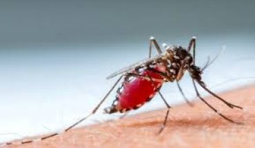 Algérie : le paludisme s’ajoute au Covid-19 Algérie : le paludisme s’ajoute au Covid-19