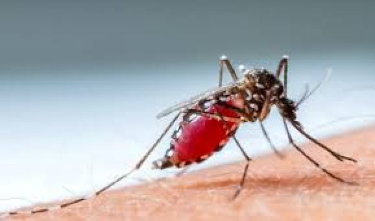 Algérie : le paludisme s’ajoute au Covid-19