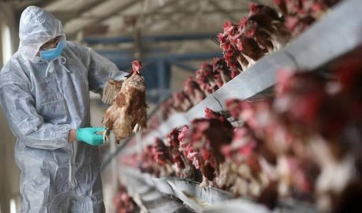 روسيا تفرض حظرا على استيراد بعض المنتجات الفلاحية من الجزائر بسبب تفشي إنفلونزا الطيور