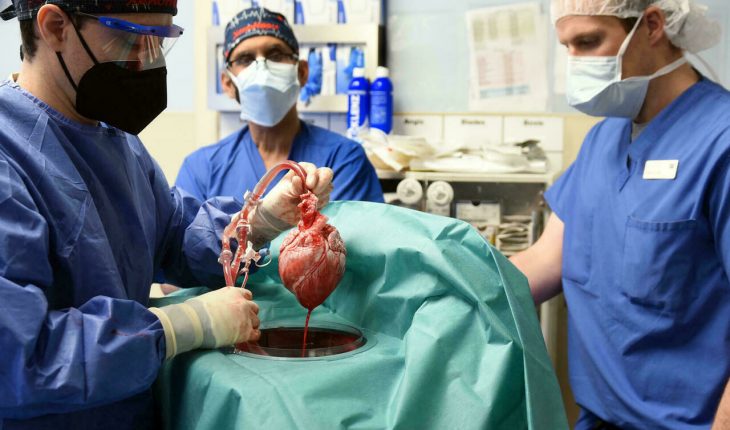 Des chirurgiens américains greffent le cœur d’un porc sur un homme