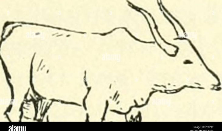 Histoire du “bœuf et la prière de la pluie”  « العجل « وصلاة الاستسقاء