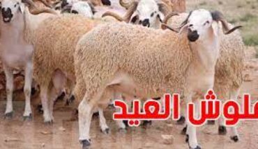 علوش العيد بين الحضارات علوش العيد بين الحضارات