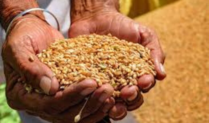 تونس تسجل تراجعا كبيرا ( ب 60 % ) في الحبوب المجعة