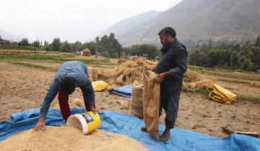 L’Inde décide d’interdire ses exportations de riz blanc non-basmati L’Inde décide d’interdire ses exportations de riz blanc non-basmati