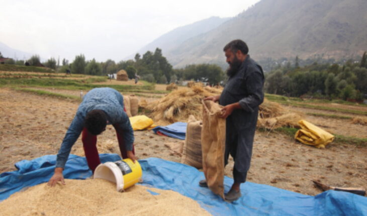 L’Inde décide d’interdire ses exportations de riz blanc non-basmati