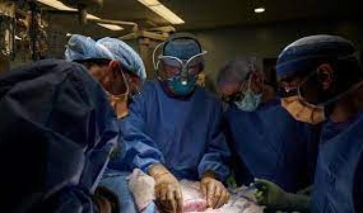 Un rein de porc transplanté dans un corps humain fonctionne depuis 32 jours