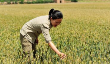 La production céréalière de la Chine atteint un niveau record en 2023 La production céréalière de la Chine atteint un niveau record en 2023