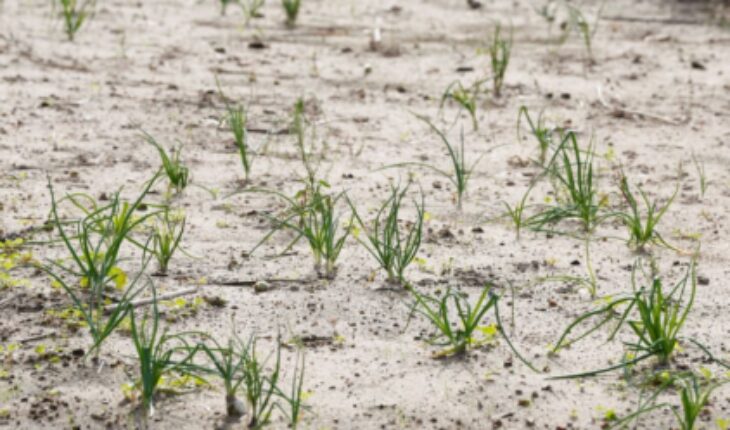 Une plante rare disparue de la Tunisie, retrouvée en Israël 10 ans plus tard