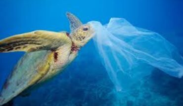 La pollution en mer Méditerranée atteint des sommets