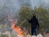 Des dizaines de colons israéliens incendient des oliviers et lancent des pierres sur des Palestiniens