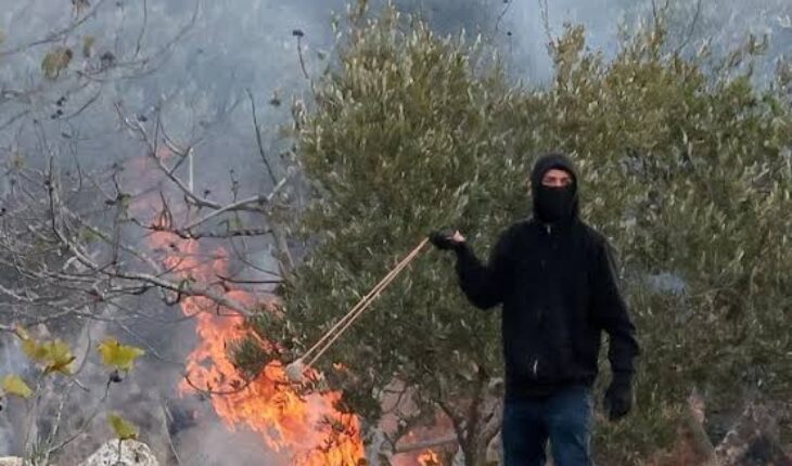 Des dizaines de colons israéliens incendient des oliviers et lancent des pierres sur des Palestiniens
